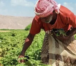 Yemen Agriculture: A call for innovation
